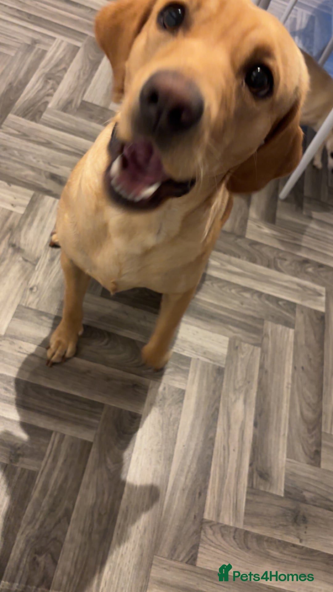 Labrador Retriever dogs for sale: Labrador for sale - Image 2