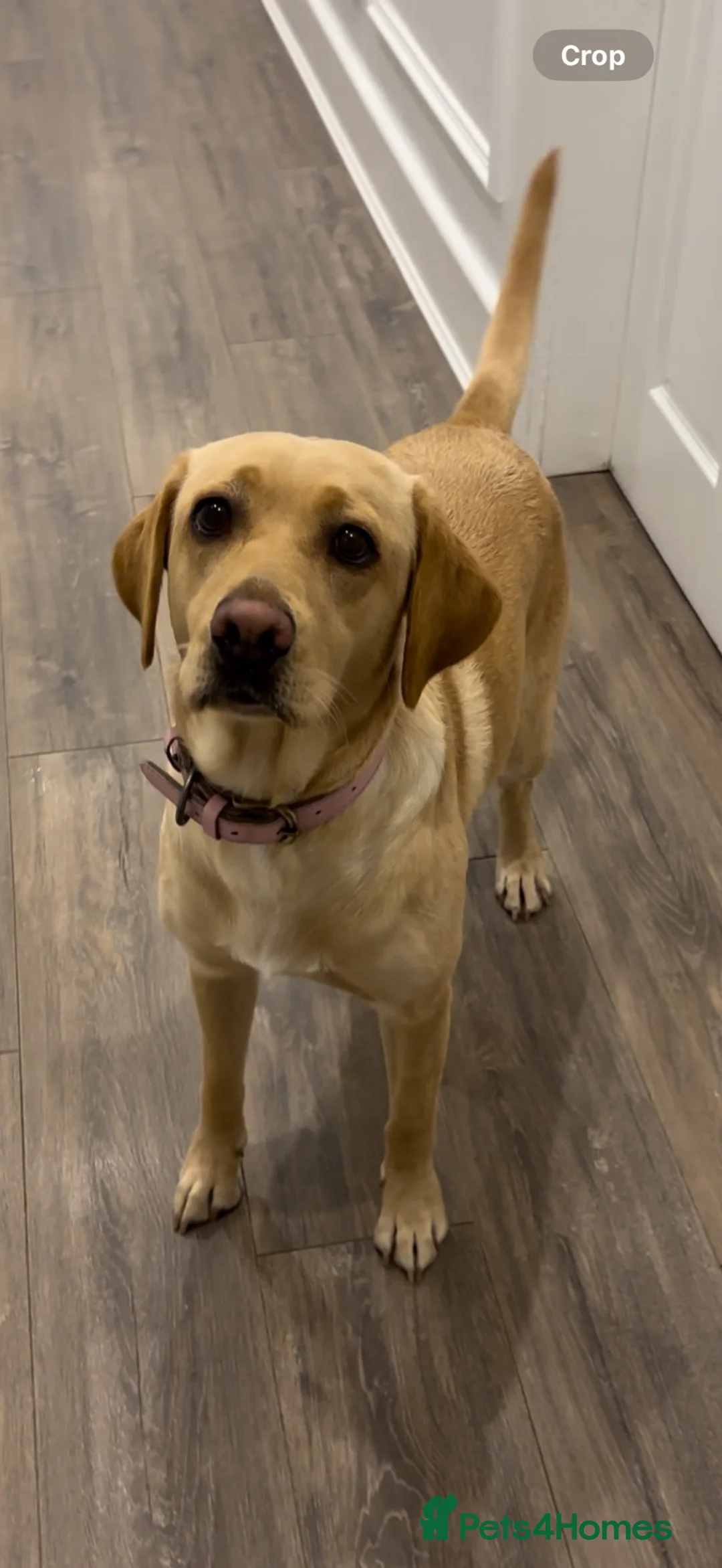 Labrador Retriever dogs for sale: KC registered Labrador puppies - Advert 2