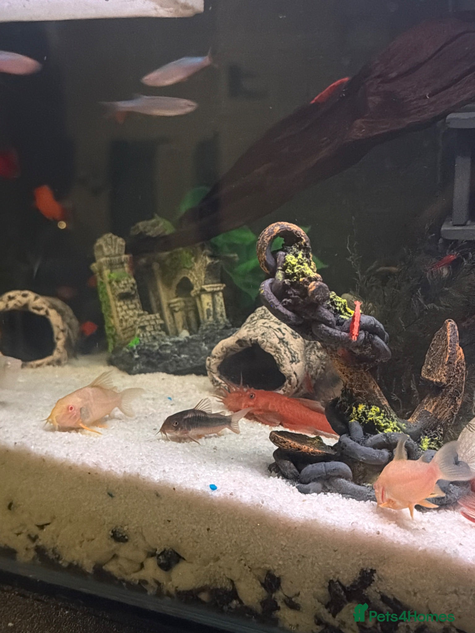 Plecos fish Pleco - Advert 16