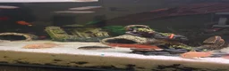 Plecos fish for sale: Plecos and corys  - Advert 1