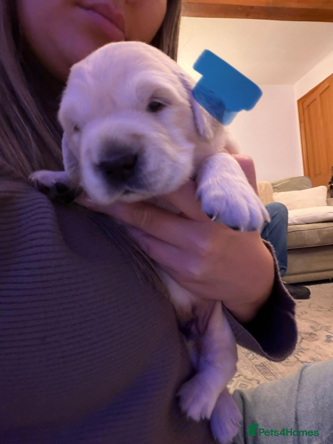 Golden Retriever dogs for sale: KC Reg Golden Retriever Pups - CHAMPION Bloodlines - Image 35