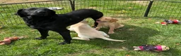Labrador Retriever dogs for sale: Beautiful Labradors  - Advert 14