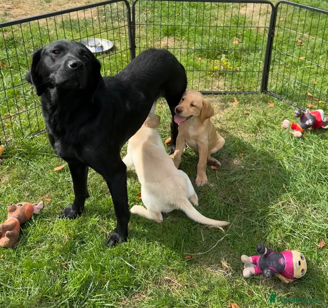 Labrador Retriever dogs for sale: Beautiful Labradors  - Advert 14