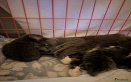 British Shorthair cats for sale: 3 British shorthair kittens  - Image 2