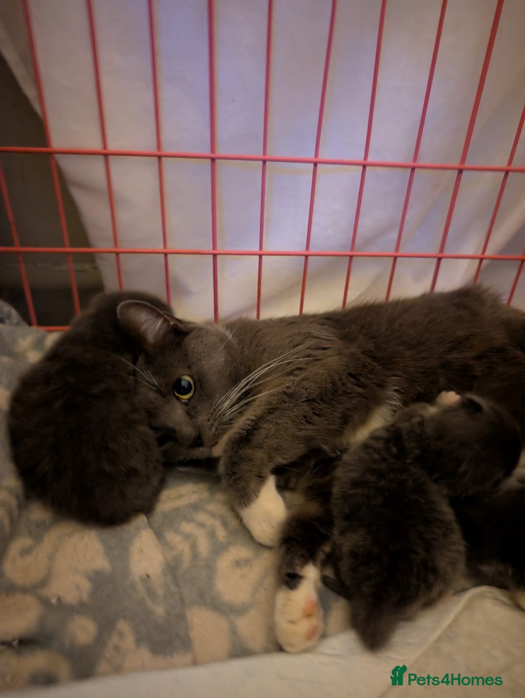 British Shorthair cats for sale: 3 British shorthair kittens  - Image 2