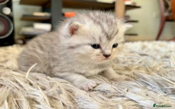 Scottish Fold cats for sale: Scottish fold kittens - Image 14