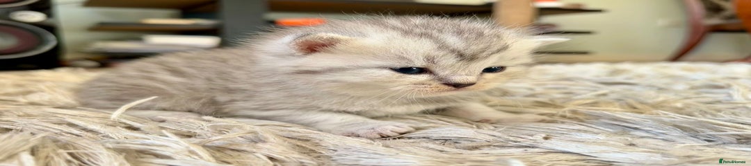 Scottish Fold Kitten 2