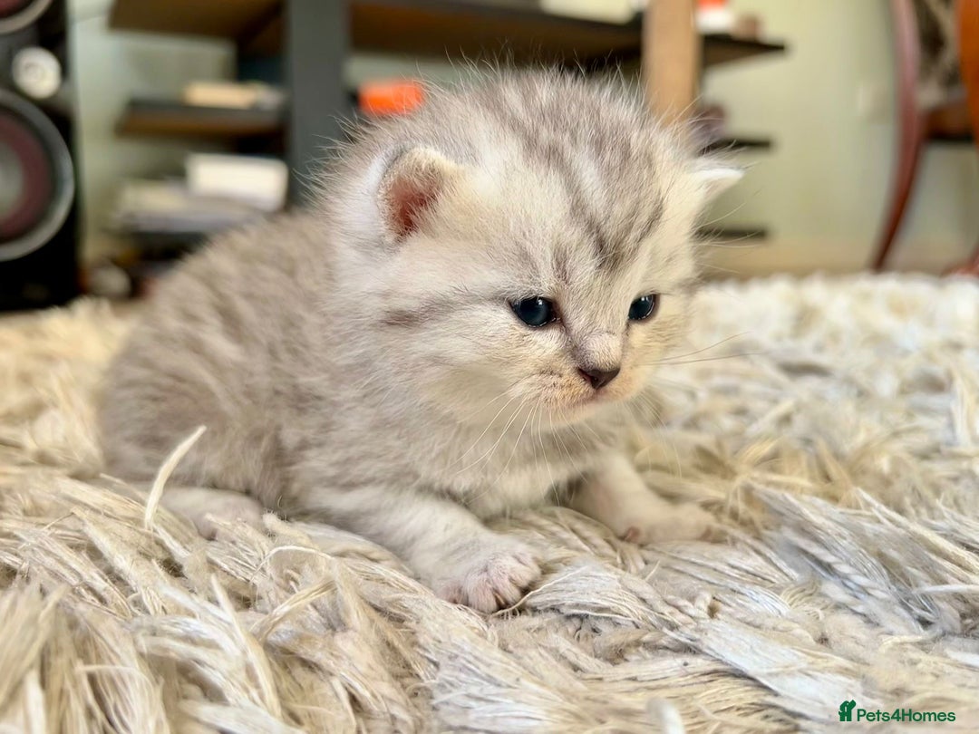 Scottish Fold cats for sale: Scottish fold kittens - Image 14