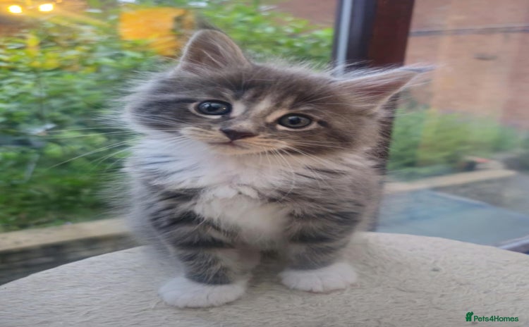 Maine Coon cats in Lichfield - Advert 3