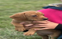 Bocker dogs for sale: Cocker Spaniel X Beagle - Image 8
