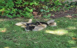 Ducks poultry for sale: Indian Runners (Males) Great Pets&Pest Control - Image 5