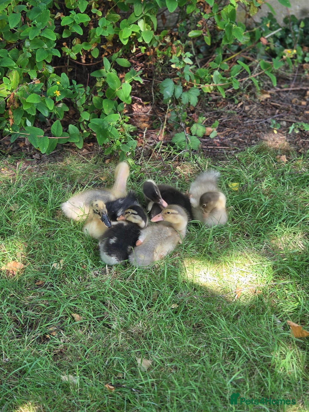 Ducks poultry for sale: Indian Runners (Males) Great Pets&Pest Control - Image 5