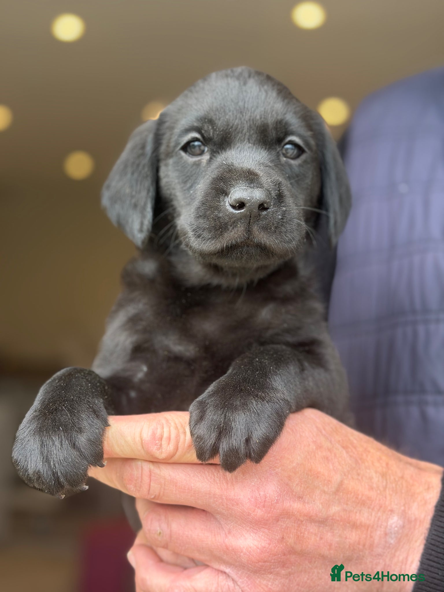 Labrador Retriever dogs KC REGISTERED LABRADOR PUPPIES - Advert 14