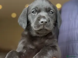 Labrador Retriever dogs KC REGISTERED LABRADOR PUPPIES - Advert 14