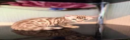 Bengal cats for sale: TICA, GCCF Champion Bloodline Bengal Kittens in London - Advert 34