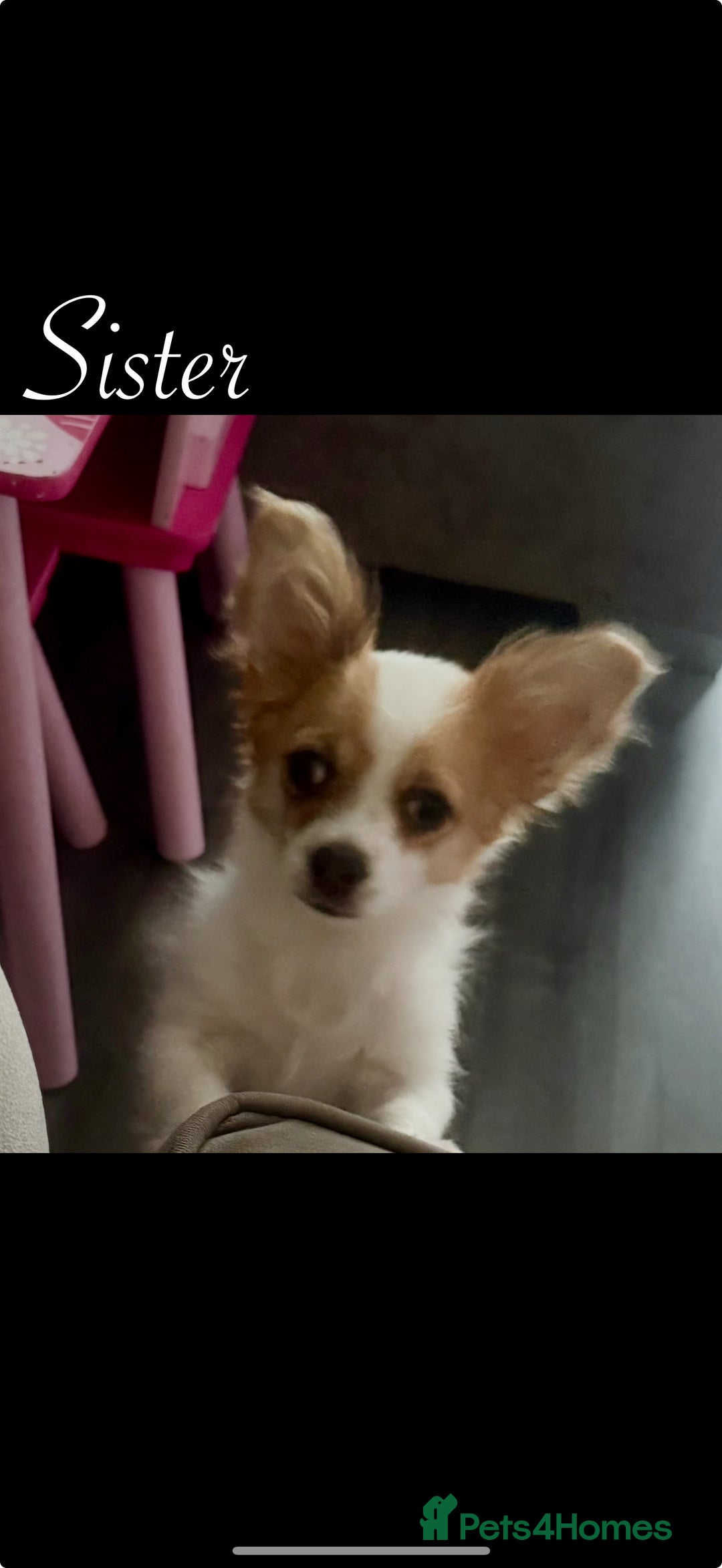 Chihuahua dogs for sale: Beautiful Chihuahua puppy’s  - Image 15