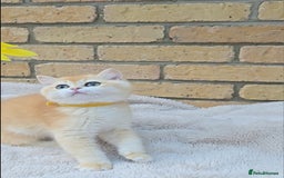 British Shorthair cats for sale: Gorgeous golden fluffs ready now in Peterborough - Image 4