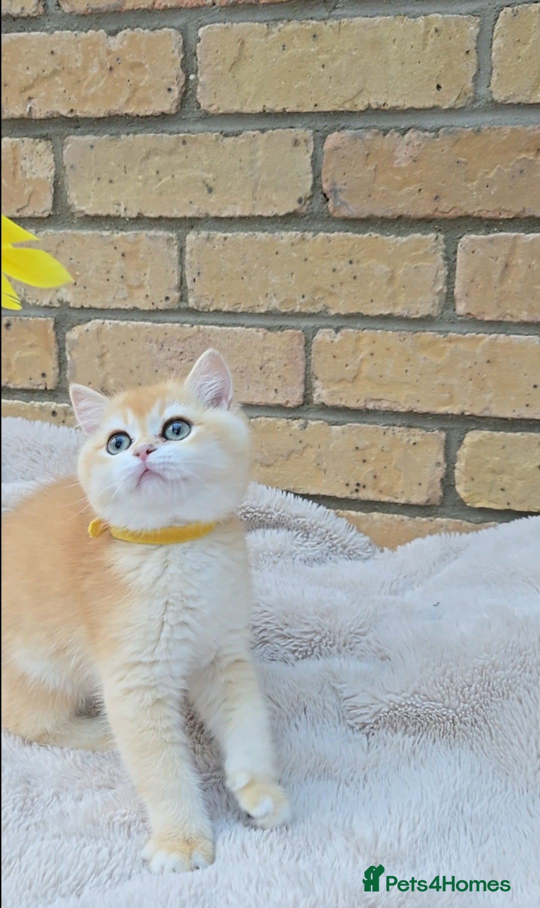 British Shorthair cats for sale: Gorgeous golden fluffs ready now in Peterborough - Image 4