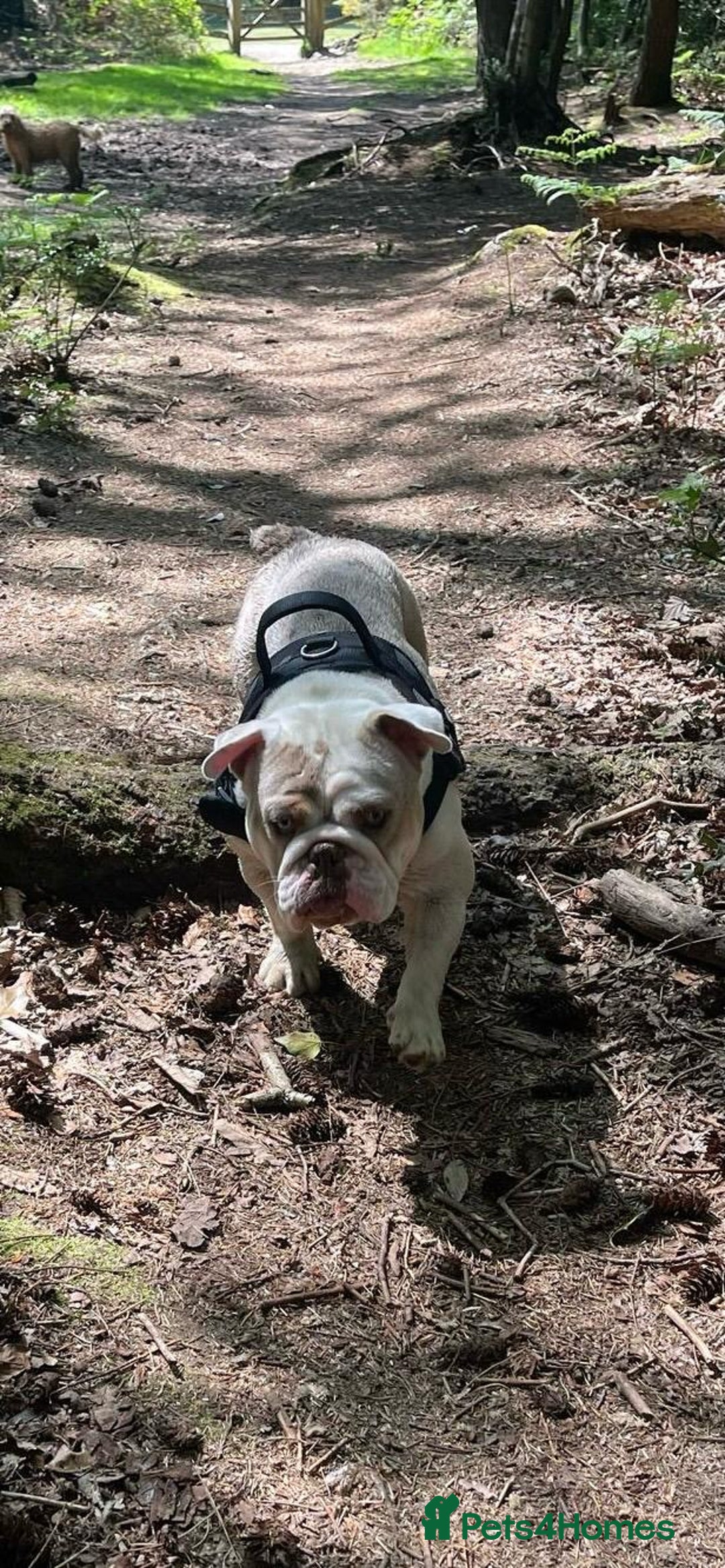 English Bulldog dogs for sale: KC registered bulldog  - Image 4
