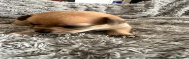 Pomchi Puppy 3