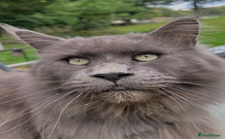 Maine Coon cats - Advert 2