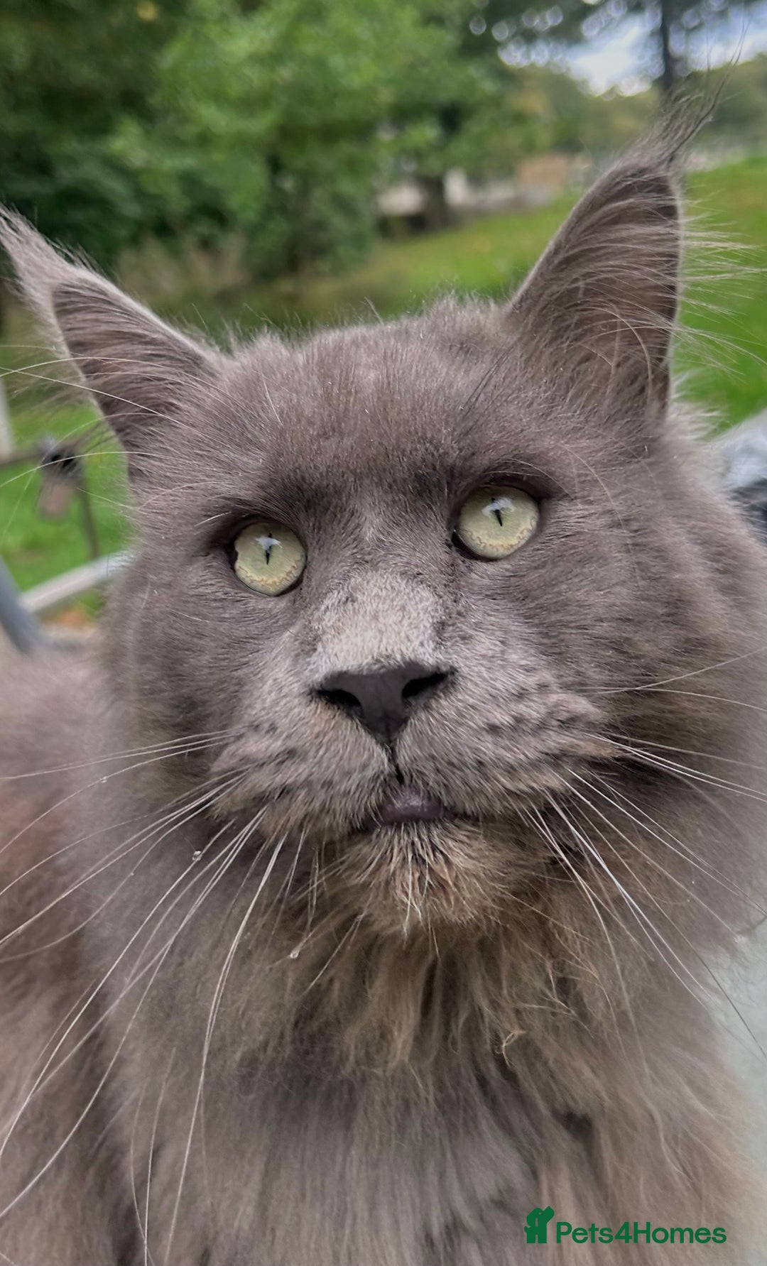 Maine Coon cats for sale: Vlad. Exquisite Huge Russian (neutered) 🔥🔥🔥🔥 - Image 1