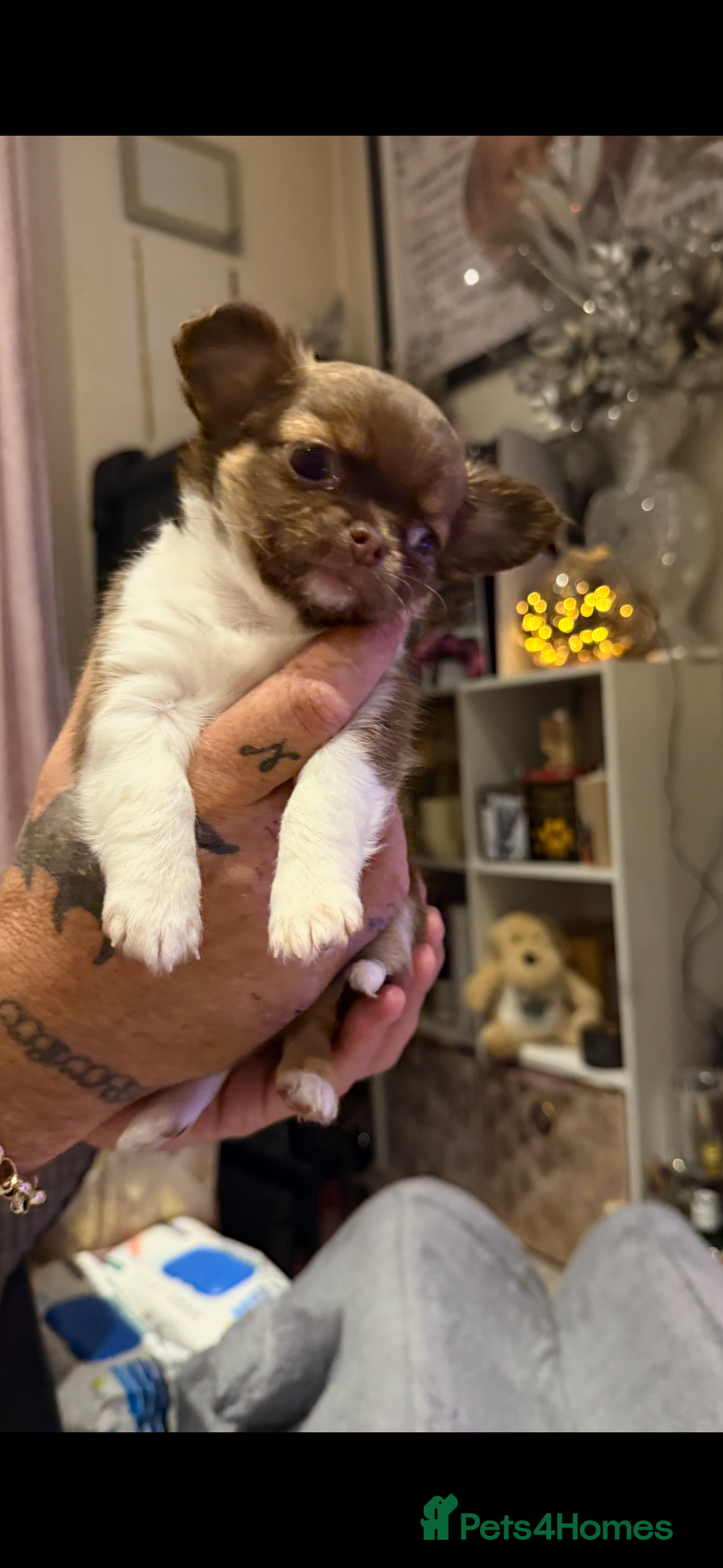 Chihuahua dogs for sale:  ❤️ K.C Registered Fluffy chocolate baby’s 🥰 - Image 15