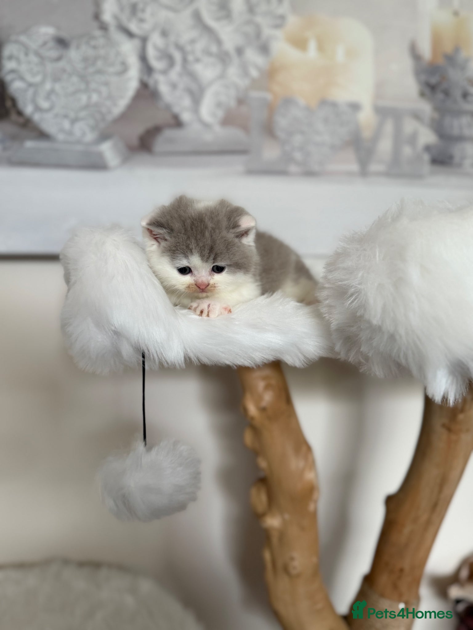 British Shorthair cats for sale: Full Pedigree/Registered BSH from £1200 - Advert 1