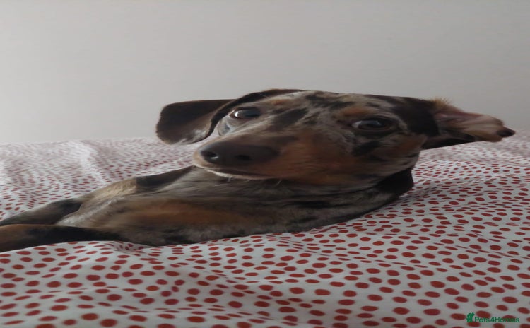 Dachshund dogs - Advert 6