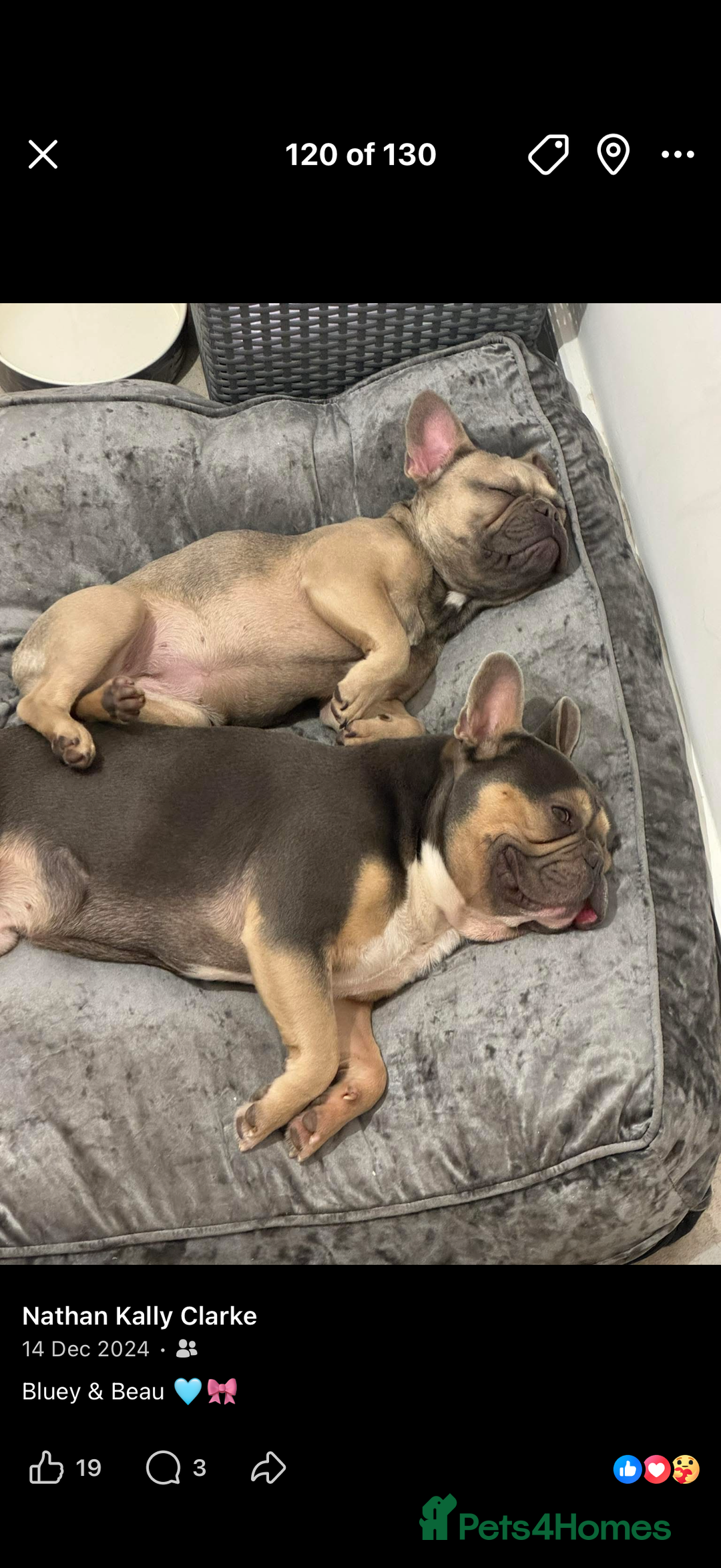 French Bulldog dogs for sale: French bulldog puppys - Advert 13