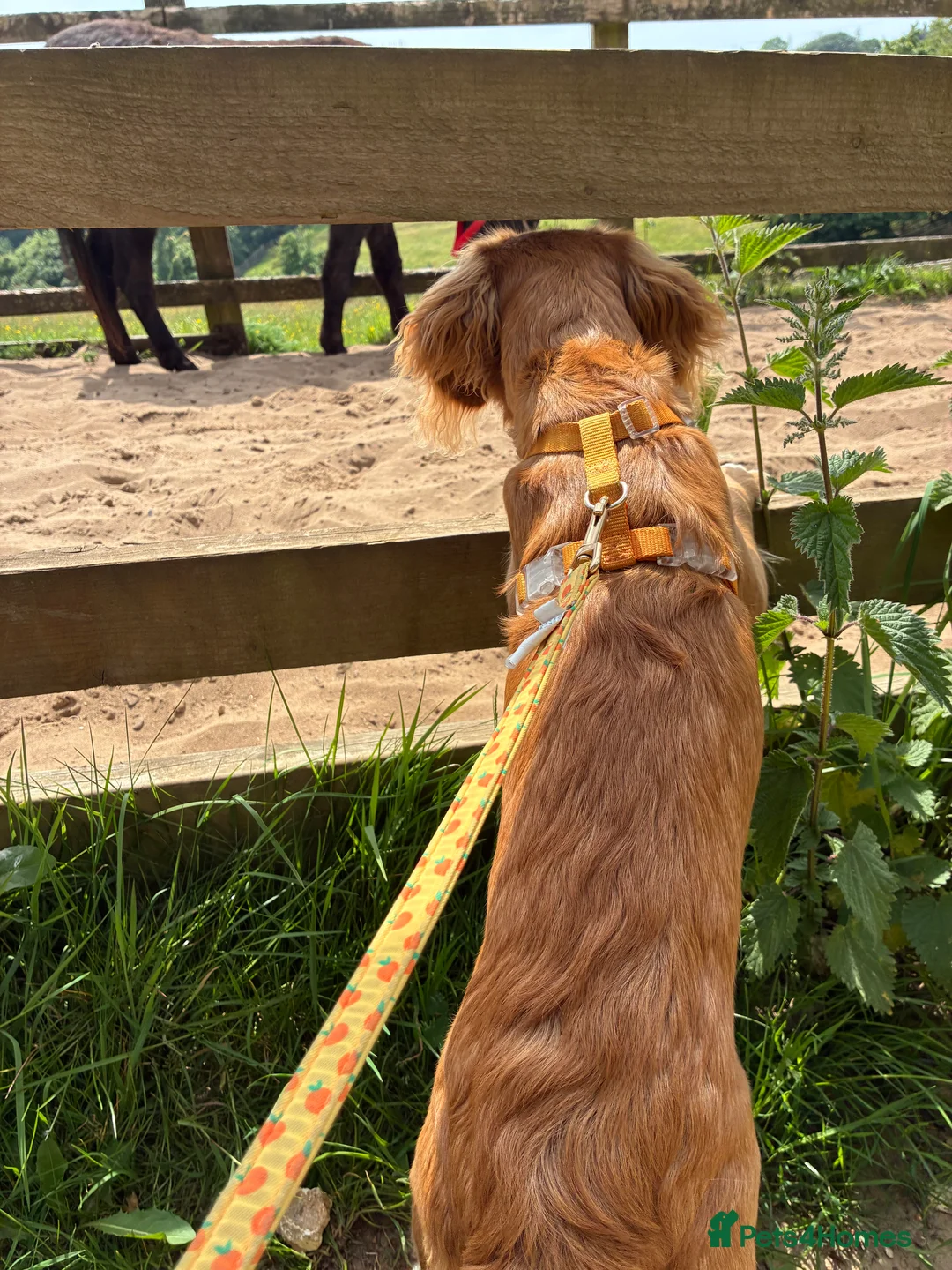 Cocker Spaniel dogs for sale: Margot, 9-Month Old Female Working Cocker Spaniel - Advert 2