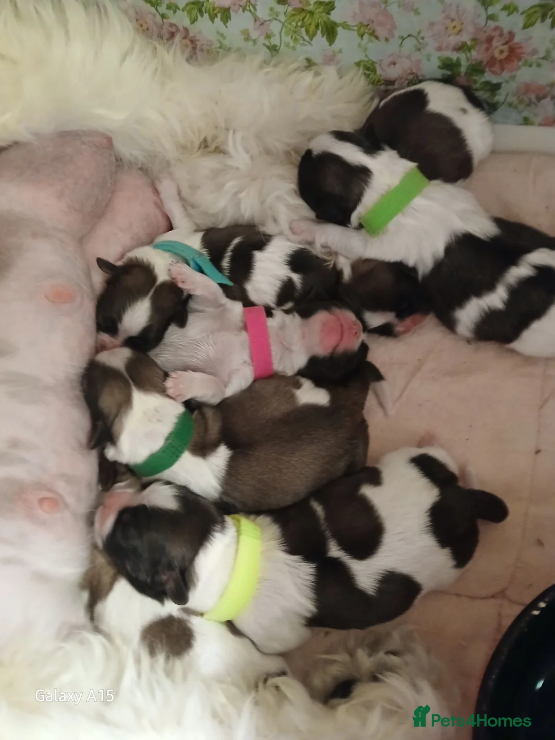 Shih Tzu dogs for sale: Puppie Girls & Boys , forever ready to play&cuddle in Blackburn - Advert 2
