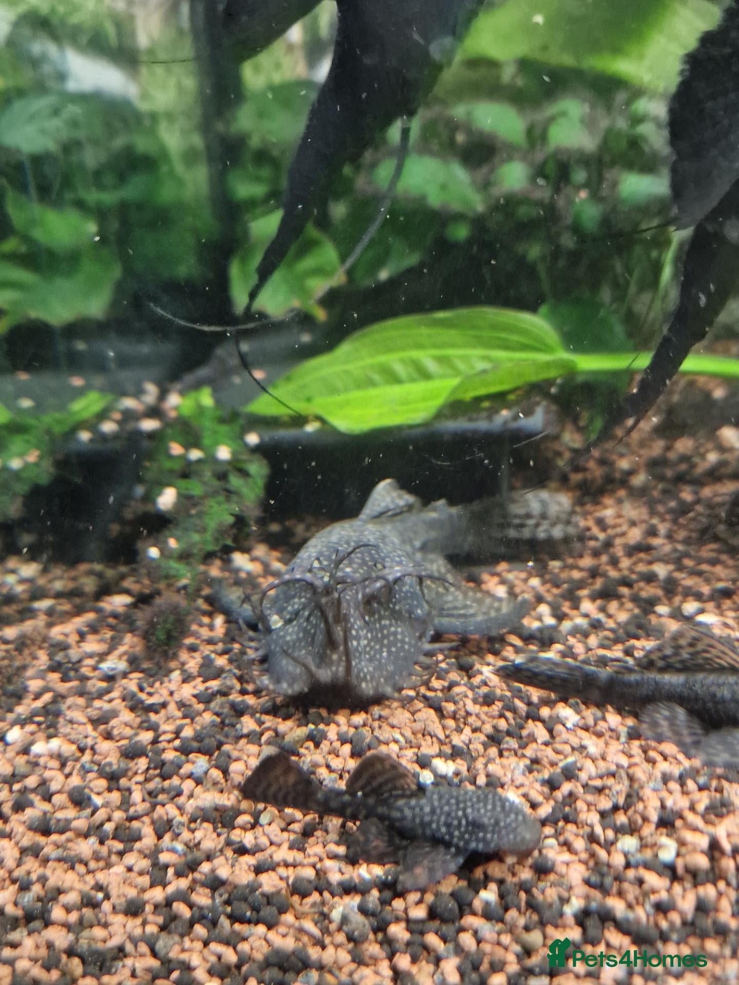 Plecos fish Mature Bristlenose Pleco - Advert 1