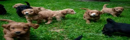 Mini Goldendoodle dogs for sale: Mini Goldendoodle Waiting List  - Advert 1