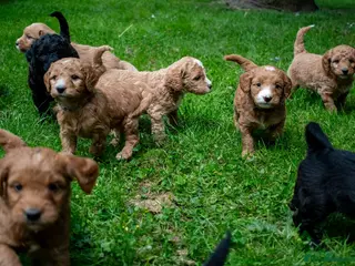 Mini Goldendoodle dogs for sale: Mini Goldendoodle Waiting List - Advert 1