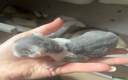 Devon Rex cats for stud: Beautiful Lilac Boy in Southampton - Image 5