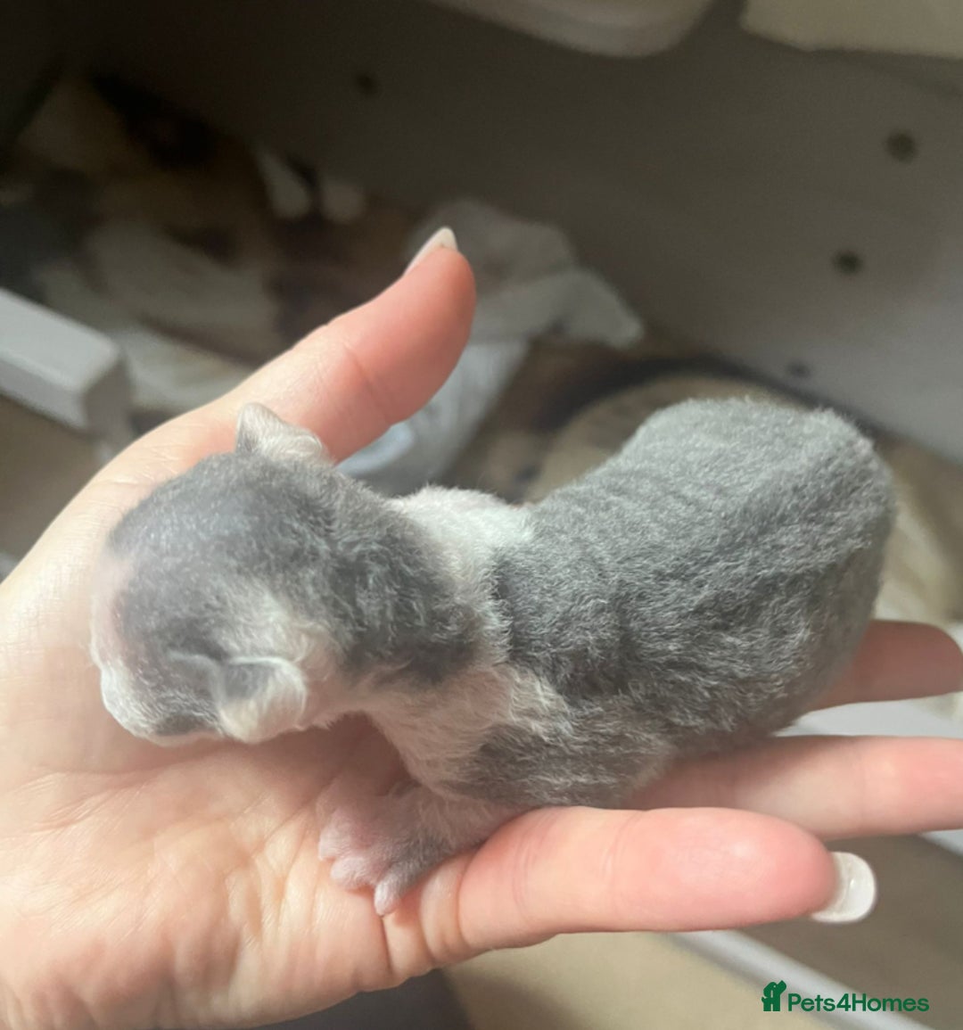 Devon Rex cats for stud: Beautiful Lilac Boy in Southampton - Image 5