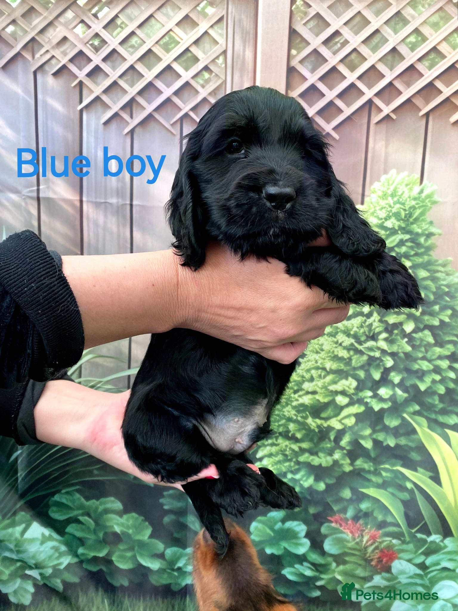 Cocker Spaniel dogs ☀️ DNA tested show type cocker spaniels puppies ☀️ - Advert 2