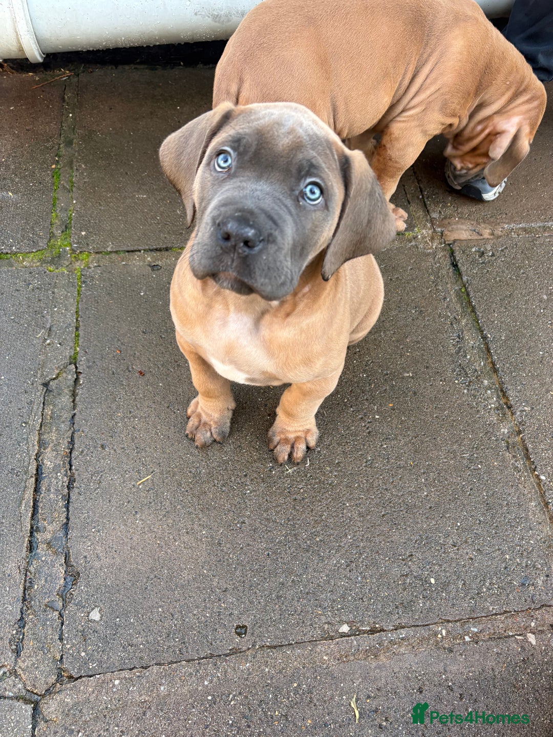 Boerboel dogs for sale: QUALITY NABBR REGISTERED PUPS!  - Advert 30