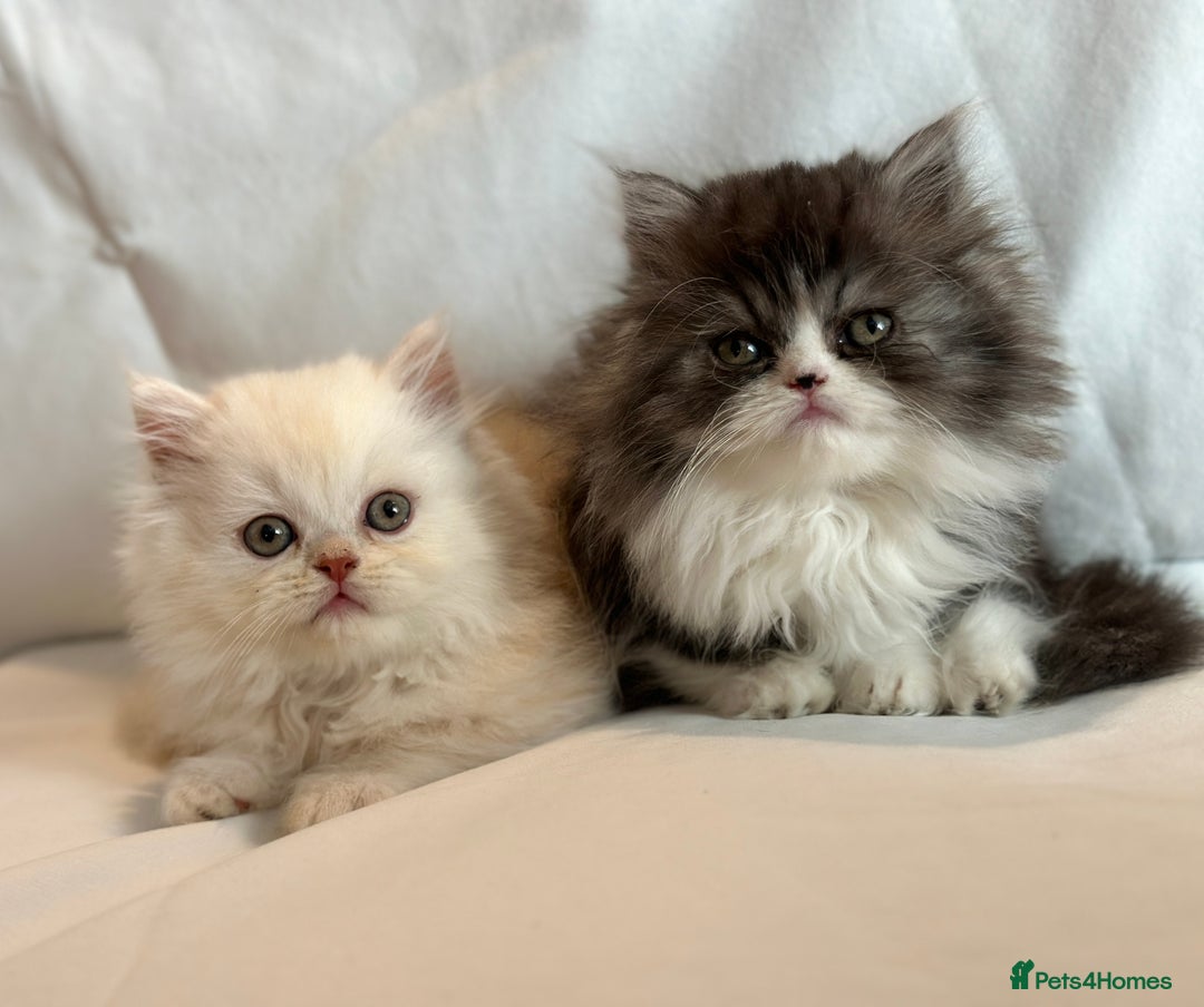 Persian cats for sale: 3 Cuddly Persian Babies❤️ - Image 12
