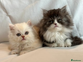 Persian cats - Advert 10