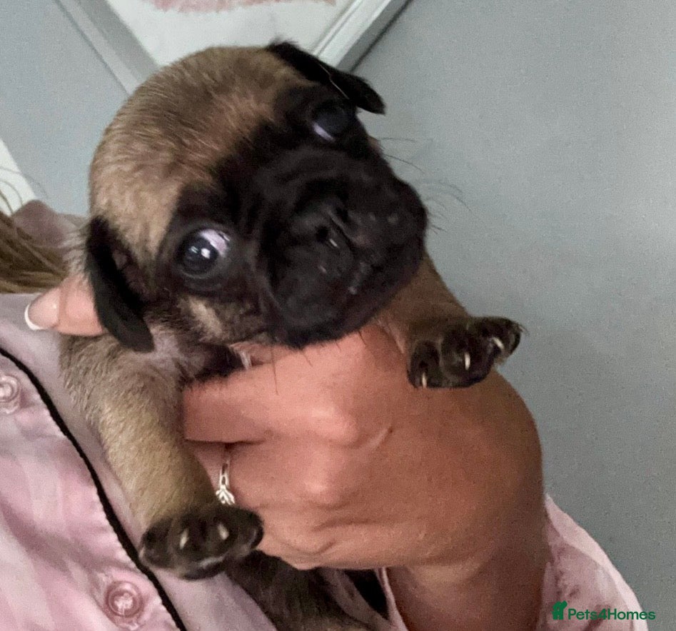Pug dogs Fawn Pug puppies ready 25/9 payment plans  - Advert 7
