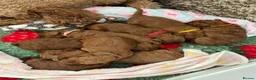 Cavapoo dogs for sale: F1b Cavapoo - Advert 14