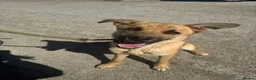 Mixed Breed dogs for adoption: Moccachino - Advert 5