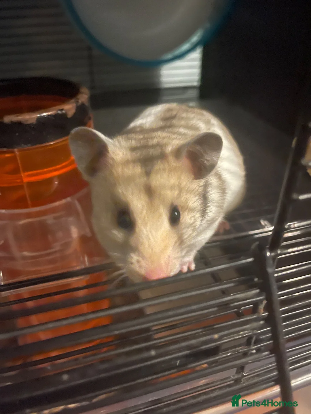 Hamster rodents for sale: Female Syrian Hamster - Advert 2