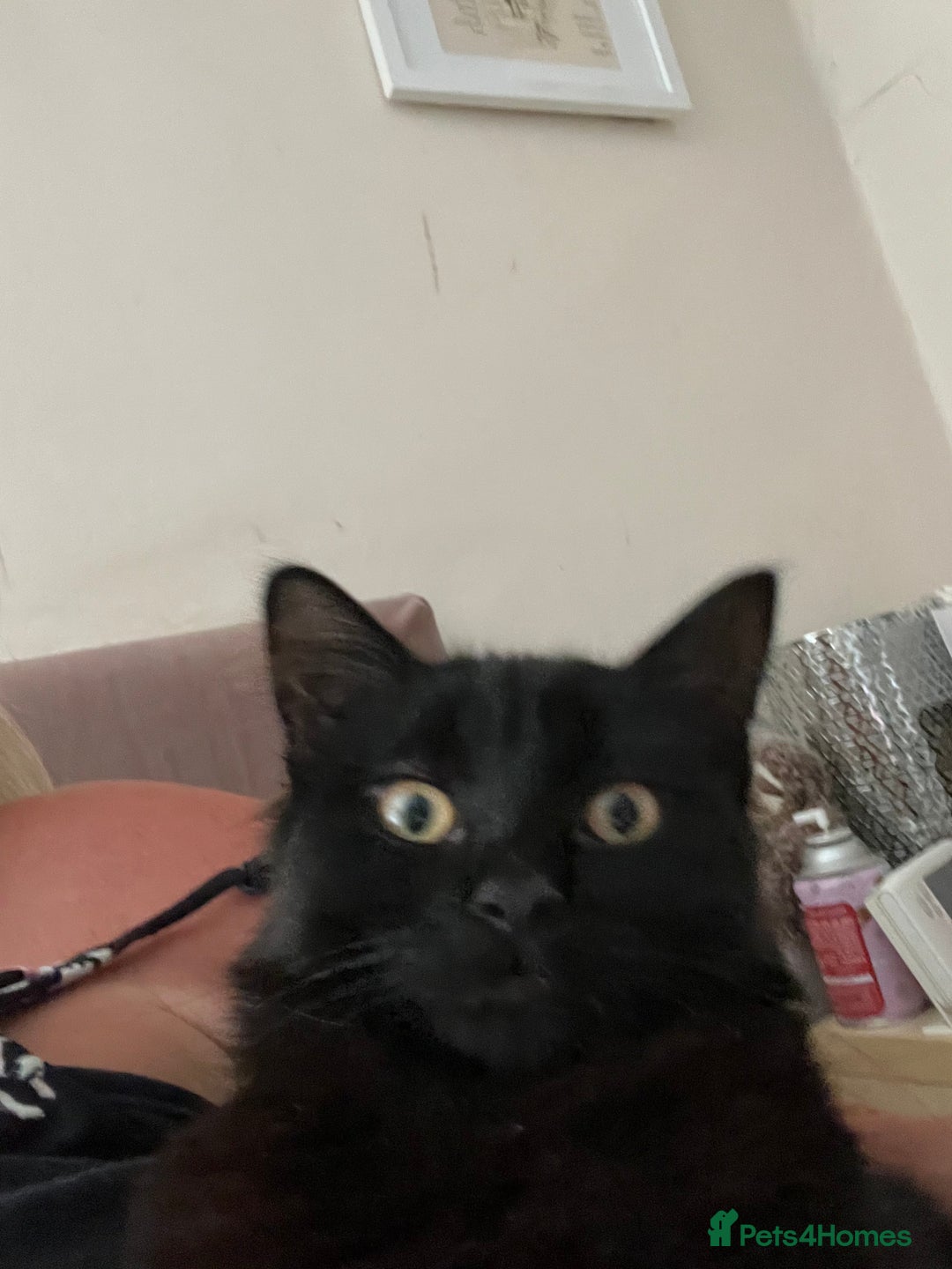 British Shorthair cats for sale: 2 older black kittens (one 9 months, one 7 months) - Image 5