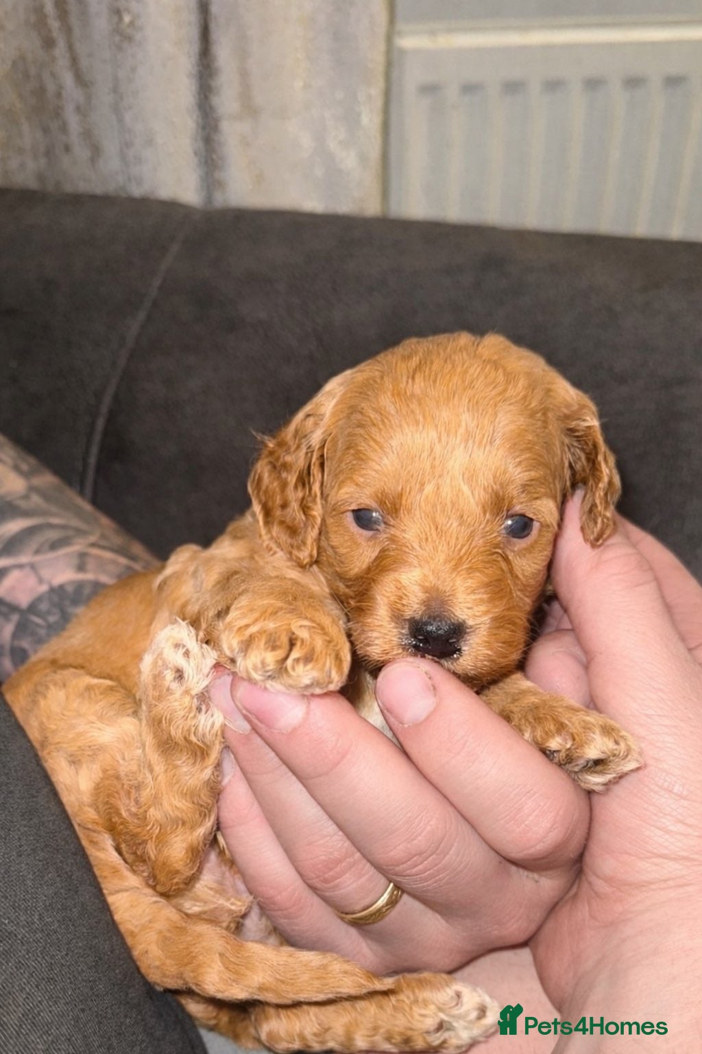 Cockapoo dogs 1 Beautiful F1bb toy cockapoo left - Advert 2