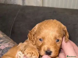 Cockapoo dogs 1 Beautiful F1bb toy cockapoo left - Advert 2