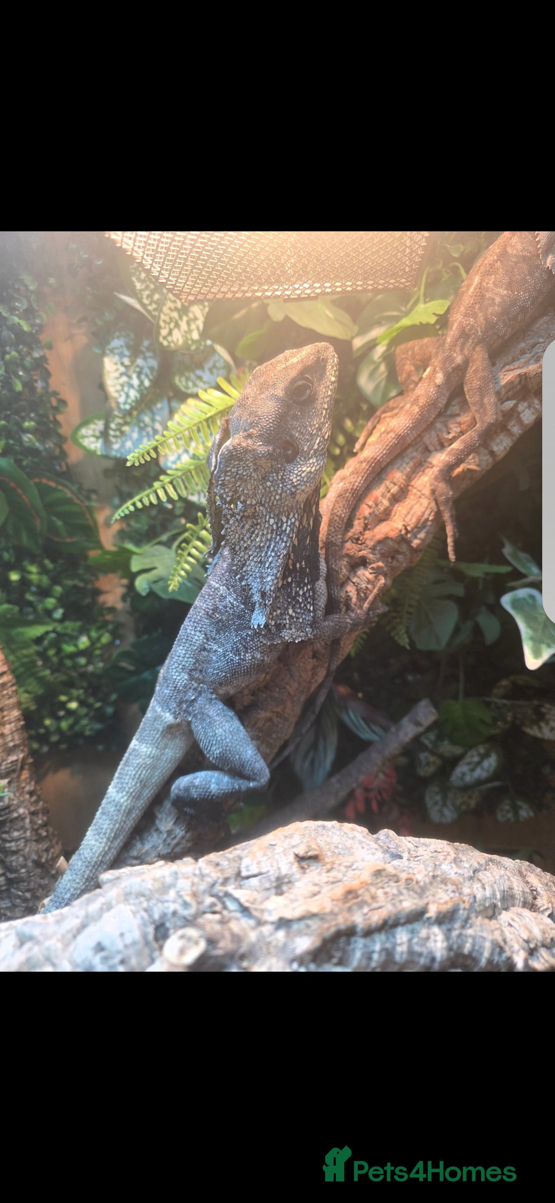 Lizard reptiles for sale: Male and female frilled dragon and tank  - Advert 2