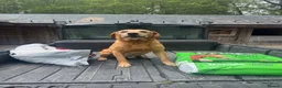 Labrador Retriever dogs for sale: KC Reg male Labrador  - Advert 1